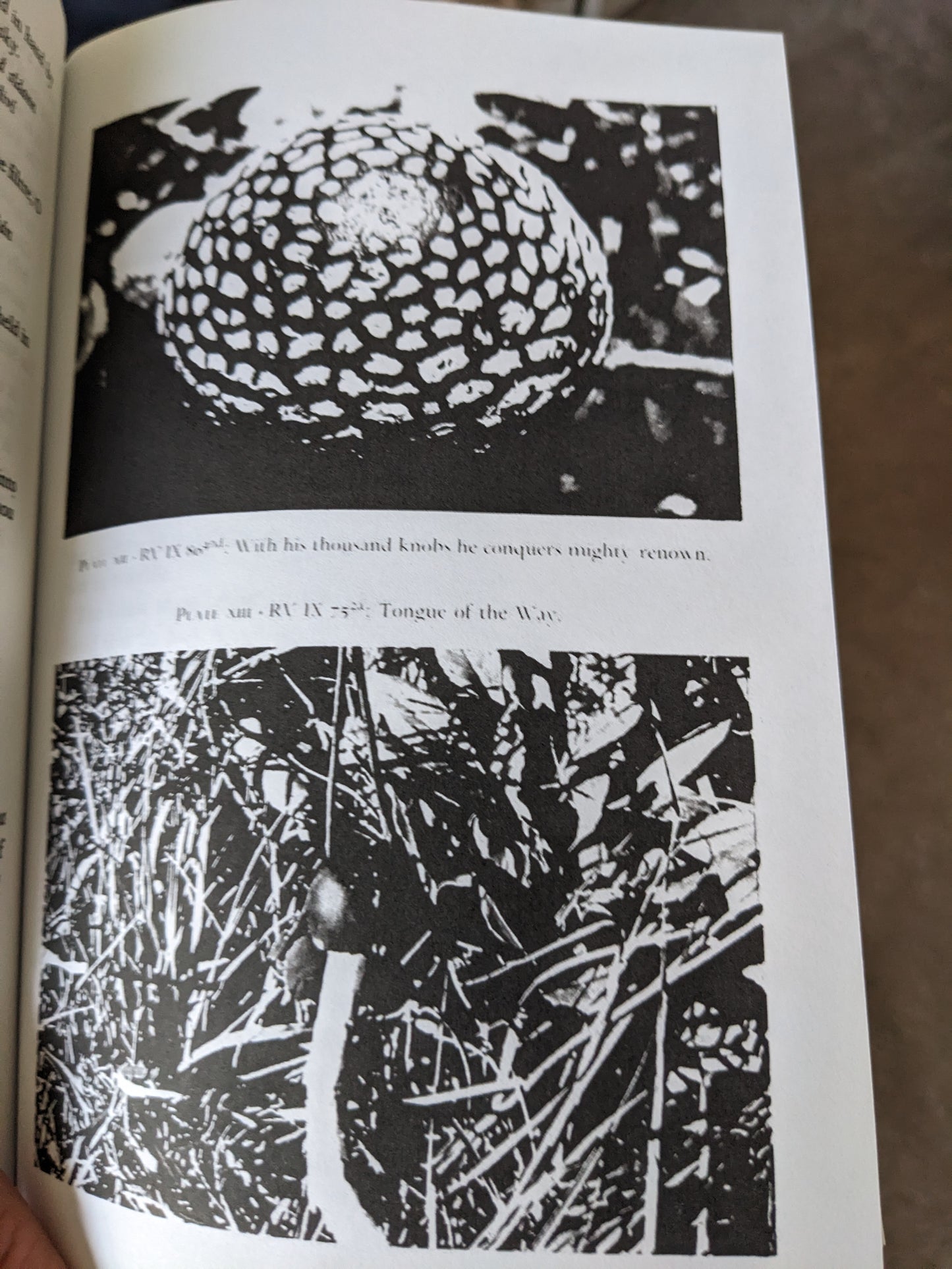 Soma - Divine Mushroom of Immortality by R. Gordon Wasson